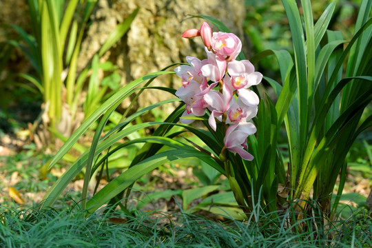 兰花 大花惠兰