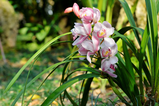 兰花 大花惠兰