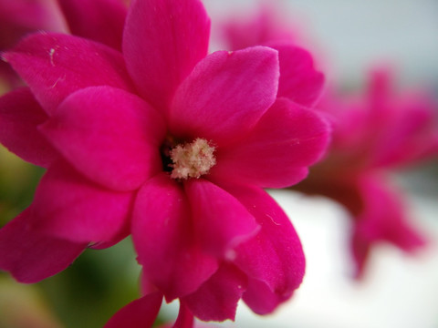 长寿花花蕊微距