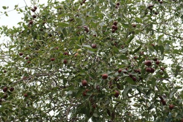 挂满红枣的枣树