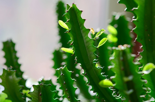 高清 龙骨花