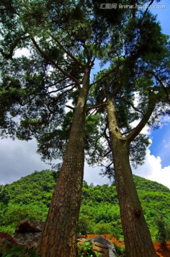 松树