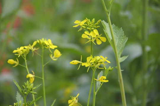 油菜花