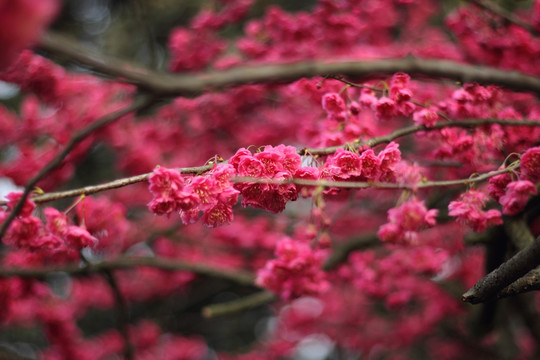 梅花