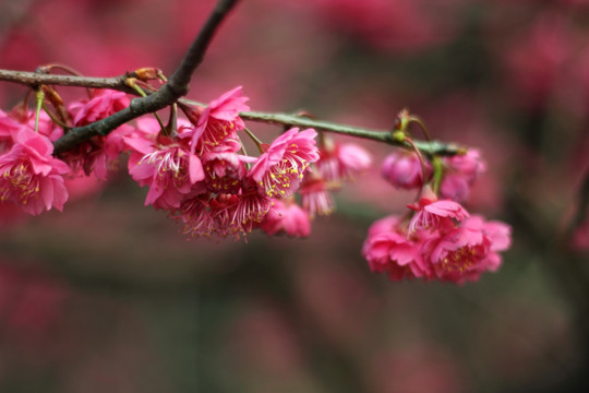 梅花