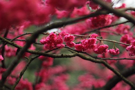 梅花