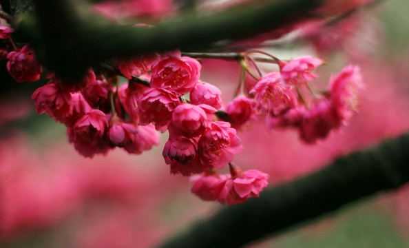 梅花