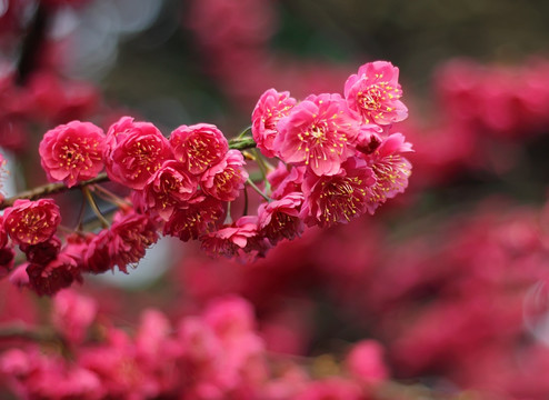 梅花