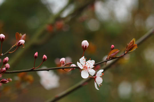 红叶李花
