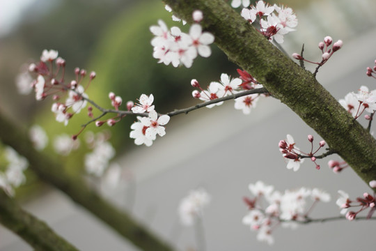 红叶李花