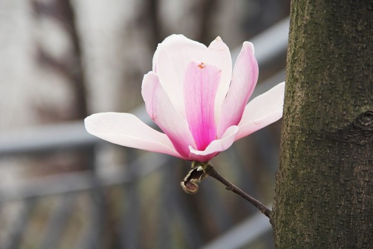 玉兰花