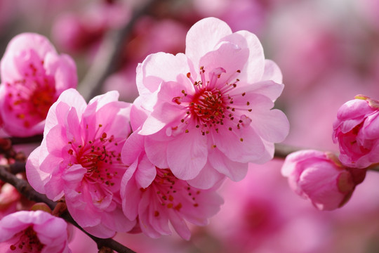 粉红色的梅花绽放