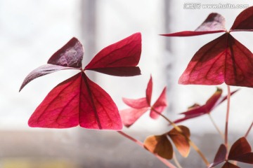 紫叶酢浆草