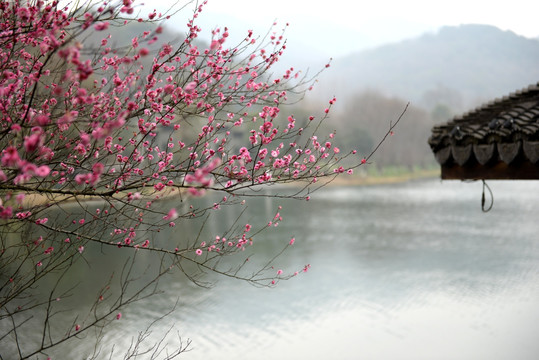 湖边梅花