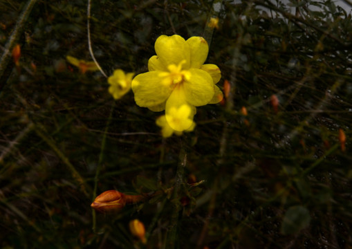 迎春花 多重曝光摄影