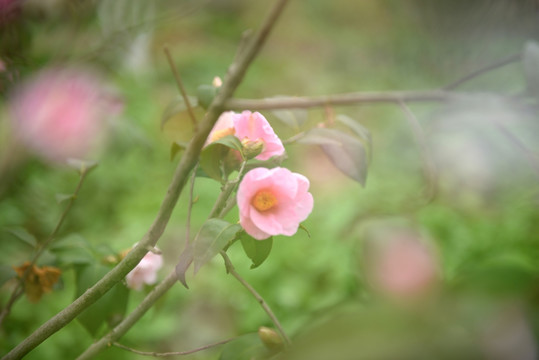 粉色茶花 多重曝光