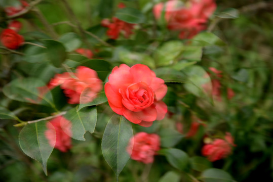 茶花多重曝光摄影