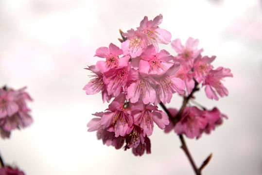 梦幻樱花