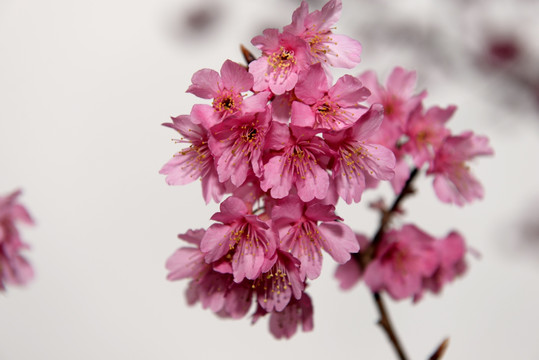 云南早樱 樱花