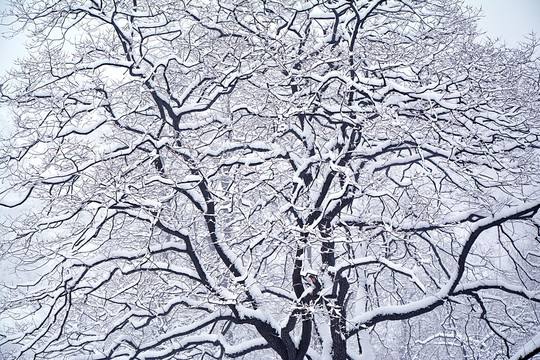 雪景