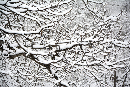 雪景 树木