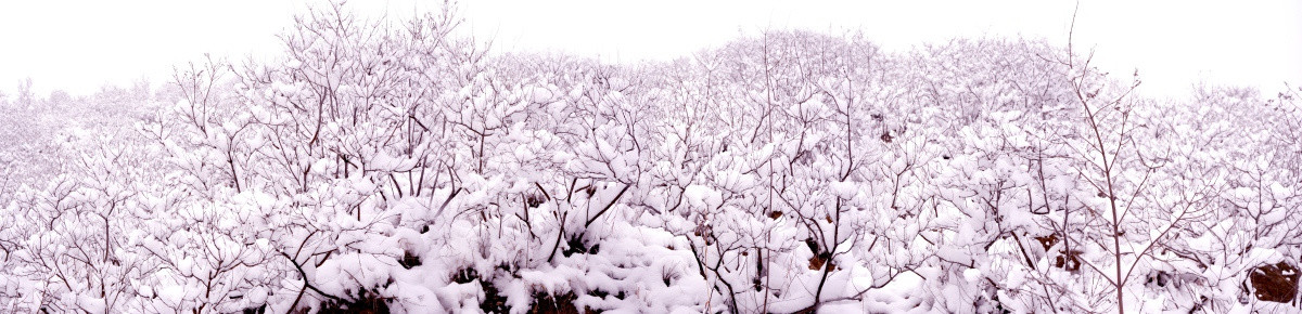 雪景