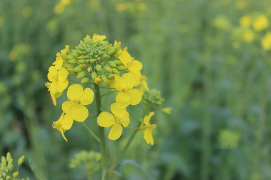 油菜花