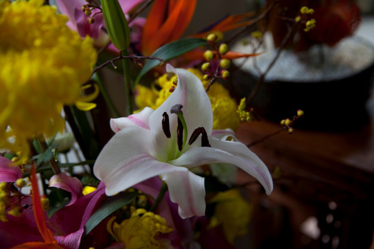 百合花