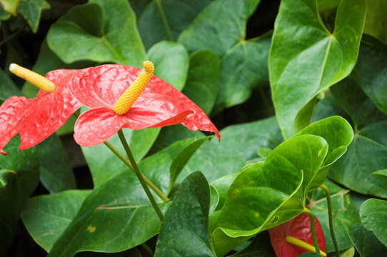 红掌花