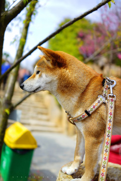 秋田犬老厦