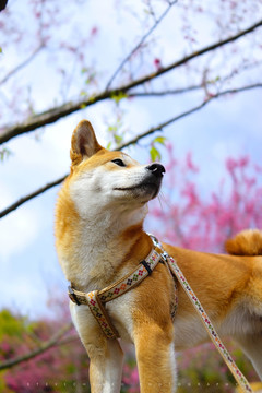 秋田犬老厦