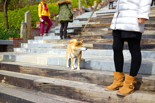 秋田犬老厦