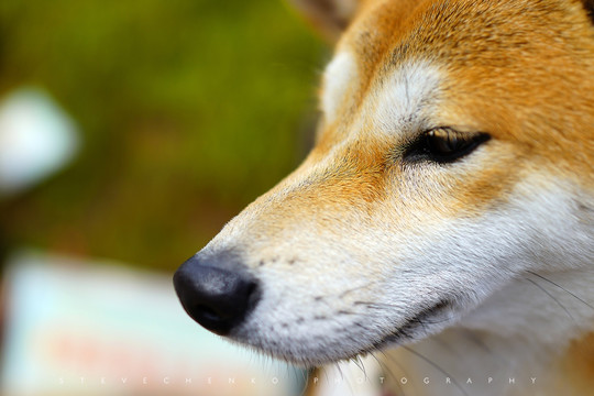 秋田犬老厦