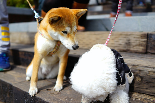 秋田犬老厦