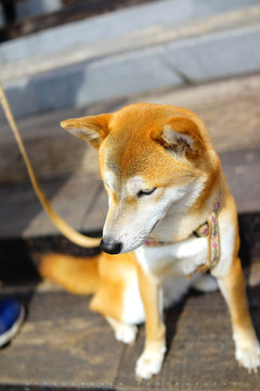 秋田犬老厦