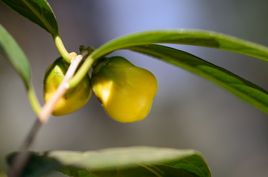 金茶花花蕾