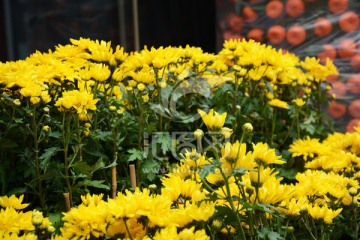 黄色菊花花卉
