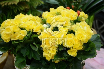 黄色花卉摄影