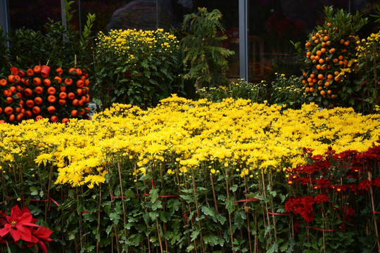 菊花 鲜花花朵花市花卉世界