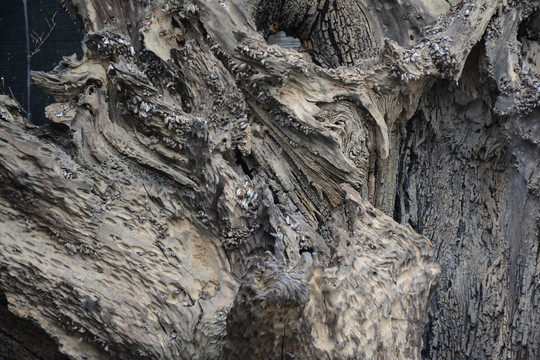 老树树皮裂纹纹理木纹素材