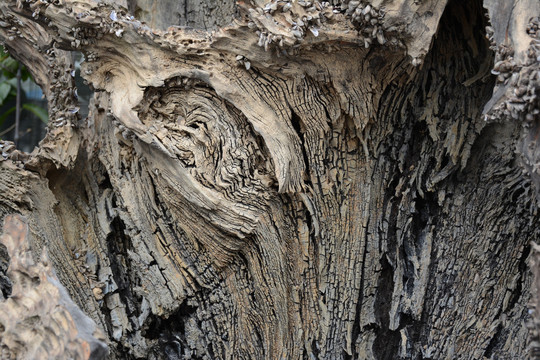 老树树皮裂纹纹理木纹素材
