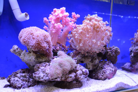 水族珊瑚海水缸鱼缸