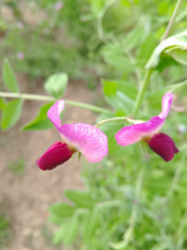 花 荷兰豆花