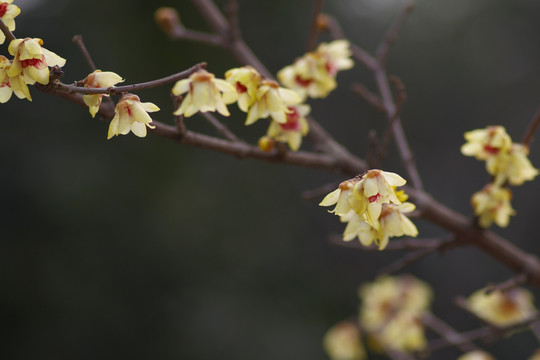 腊梅花