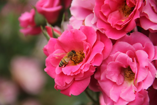 鲜花 蜜蜂