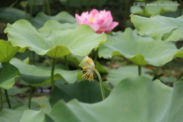 莲花莲藕