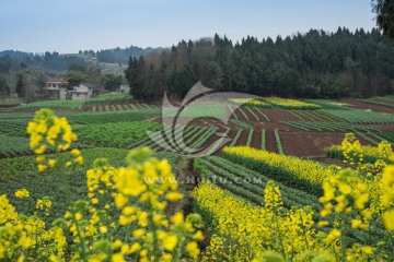 简阳乡村油菜花