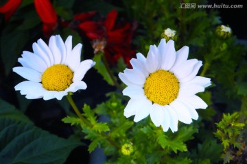 野菊花