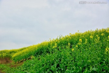 油菜花