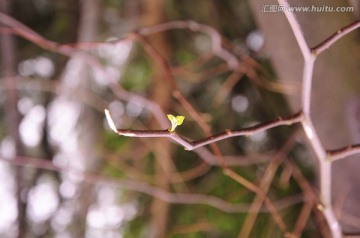 春芽